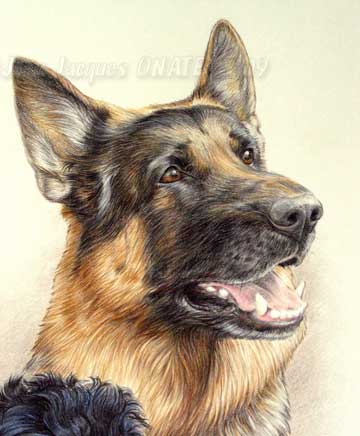Portrait berger Allemand Hutch